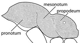 Lateral view of thorax / mesosoma, adult worker. The mesosoma is entirely covered in a punctate ground sculpture giving it a uniformly dull appearance. Used in Antkey to separate  Monomorium pharaonis  and the  Monomorium salomonis -group from other  Monomorium .