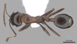 Dorsal view of body, entire, adult worker.