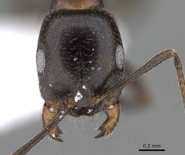 Anterior view of head, adult worker.