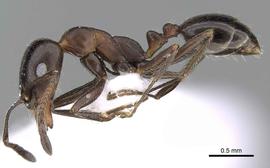 Lateral view of body, entire, adult worker.