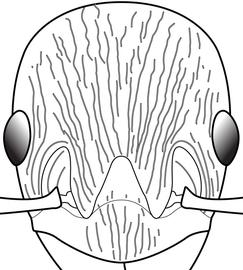 Anterior view of head, adult worker. The cephalic sculpture of  Myrmica rubra  is characterized by long longitudinal carinae that rarely intersect. Contrasts with the strongly reticulated cephalic sculpture of  Myrmica specioides .