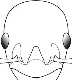 Anterior view of frontal carina, adult worker. The frontal lobes are narrow, distinctly longer than broad and taper anteriorly. Used in Antkey to separate  Myrmica rubra  from  Myrmica specioides .