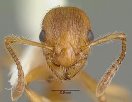 Anterior view of head, adult worker.  Photo by April Nobile,  Antweb.org .