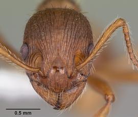 Anterior view of head, adult worker.  Photo by April Nobile,  Antweb.org .