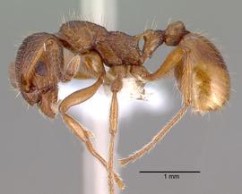 Lateral view of body, entire, adult worker. Photo by April Nobile,  Antweb.org .