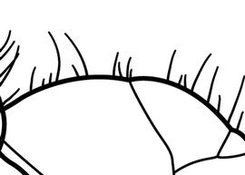 Lateral view of setae, adult worker. The macrosetae (or longest hairs), are of moderate length, thick and stout, weakly tapering to a blunt tip. Used in Antkey to separate  Nylanderia bourbonica  from  Nylanderia fulva .