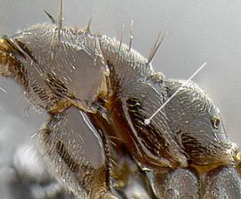 Close-up view of thorax / mesosoma, adult worker. Mesopleuron with moderate amount of pubescence. Collected from bait trap in Kaneohe Hoomaluhia Botanical Garden, Oahu, Hawaii.