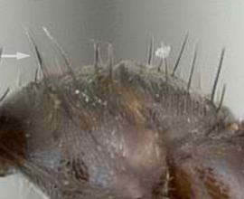 Close-up view of thorax / mesosoma, adult worker. Macrosetae on mesosoma of moderate length, thick and stout, weakly tapering to a blunt tip. Photo by April Nobile,  Antweb.org , modified.