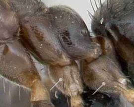 Close-up view of coxa, adult worker. Middle and hind coxae same color as mesosoma. Photo by April Nobile,  Antweb.org , modified.