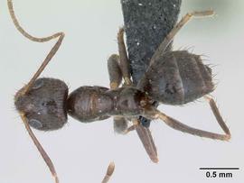 Dorsal view of body, entire, adult worker.  Photo by April Nobile,  Antweb.org .