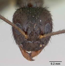 Anterior view of head, adult worker. Photo by April Nobile,  Antweb.org .