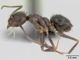 Lateral view of body, entire, adult worker.  Photo by April Nobile,  Antweb.org .