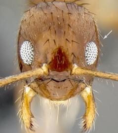 Anterior view of head, adult worker. Eyes do not break the outline of the face.