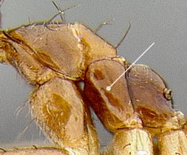 Lateral view of thorax / mesosoma, adult worker. Mesopleuron shiny, lacking moderate to abundant pubescence.