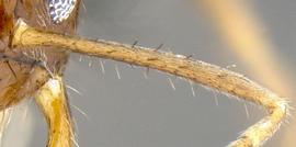 Close-up view of antennal scape, adult worker. Antennal scapes with more than ten erect hairs.