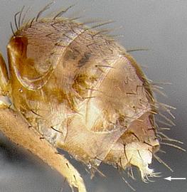 Lateral view of gaster, adult worker. Gaster with acidopore.