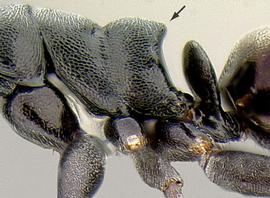 Lateral view of propodeum, adult worker. Propodeum shape.