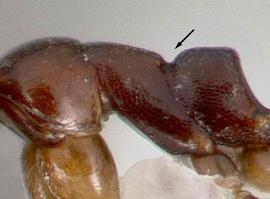 Lateral view of thorax / mesosoma, adult worker. Dorsum of lacking deep and broad concavity. Photo by April Nobile,  Antweb.org , modified.