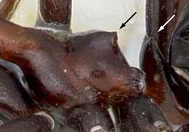 Lateral view of propodeum, adult worker. Propodeum and petiolar node armed with pairs of short teeth.