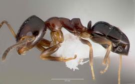 Lateral view of body, entire, adult worker.  Photo by April Nobile,  Antweb.org .
