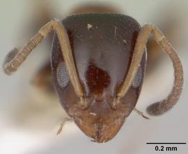 Anterior view of head, adult worker. Photo by April Nobile,  Antweb.org .