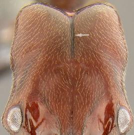 Anterior view of head, adult worker. Posterior margin of head interrupted by median groove.