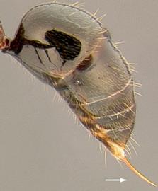 Lateral view of sting, adult worker. Gaster armed with sting.