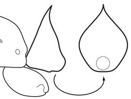 Multiple views of petiole, adult worker. The petiolar node is armed with a apical single, weakly posteriorly projecting spine. Used in Antkey to separate  Odontomachus simillimus  and  Odontomachus ruginodis  from  Anochetus mayri .