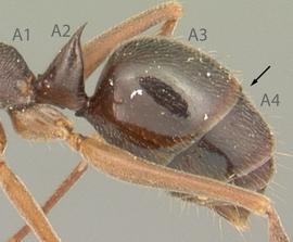 Lateral view of gaster, adult worker. Distinct constriction lacking between abdominal segments 3 and 4.