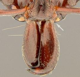 Anterior dorsal view of mandibles, adult. Mandibles linear and inserted towards the middle of the anterior head margin (arrow). Note apical fork on one mandible.