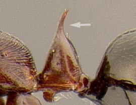 Lateral view of petiole, adult worker. Petiolar node armed with single apical spine.