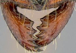 Anterior dorsal view of mandibles, adult worker. Mandibles with five teeth.