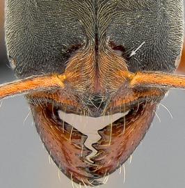 Anterior dorsal view of head, adult worker. Frontal lobes relatively broad.