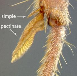 Close-up view of tibia, adult worker. Tibia with both a large pectinate spur and a smaller simple spur.
