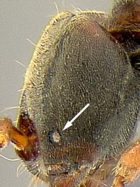 Close-up view of eye / ocellus, adult worker. Eye size (number of facets) equal to or less than 5.