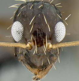 Anterior view of eye / ocellus, adult worker. Eyes bulging and breaking outline of face.