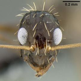 Anterior view of head, adult worker. Long thick hairs arranged in pairs on head.