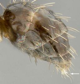 Lateral view of acidopore, adult worker. Gaster armed with acidopore.