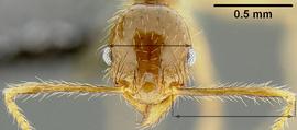 Anterior view of antennal scape, adult worker. Antennal scapes distinctly longer than head width.