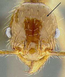 Anterior view of head, adult worker. Antennal scrobe absent.