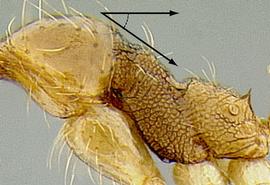 Lateral view of thorax / mesosoma, adult worker. Slope of mesosoma steep.