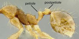 Lateral view of waist, adult worker. The two segments of the waist.