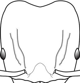 Anterior view of head, adult worker. The head length is weakly longer than head width. Used in Antkey to separate majors of  Pheidole fervens  from those of  Pheidole teneriffana .