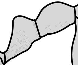 Lateral view of waist, adult worker. The lateral portions of petiole and postpetiole are weakly sculptured to lacking sculpture, giving them a shiny appearance. Used in Antkey to separate the minor worker of  Pheidole fervens  from that of  Pheidole obscurithorax .