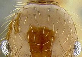 Anterior view of head, adult worker. Posterior margin of head weakly convex.