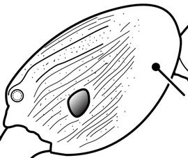 Lateral view of head, adult worker. The posterolateral portion of cephalic dorsum smooth and shining. Used in Antkey to separate the majors of  Pheidole flavens  and  Pheidole moerens  from those of  Pheidole fervens  and  Pheidole teneriffana .
