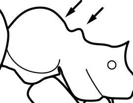 Lateral view of thorax / mesosoma, adult worker. The promesonotal profile is composed of two, not one, distinct convexities. Used in Antkey to separate  Pheidole fervens  and  Pheidole teneriffana  from  Pheidole flavens  and  Pheidole moerens .