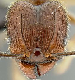 Anterior view of head, adult. Posterolateral lobes; head shape rectangular.