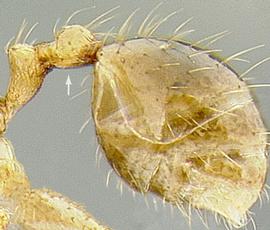 Lateral view of postpetiole, adult worker. Postpetiole not distinctly swollen relative to petiole.