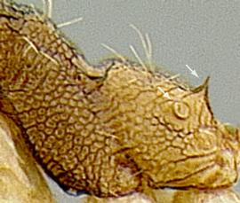 Lateral view of propodeum, adult worker. Propodeal spine.